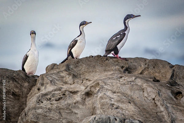 Obraz Ushuaïa Argentine