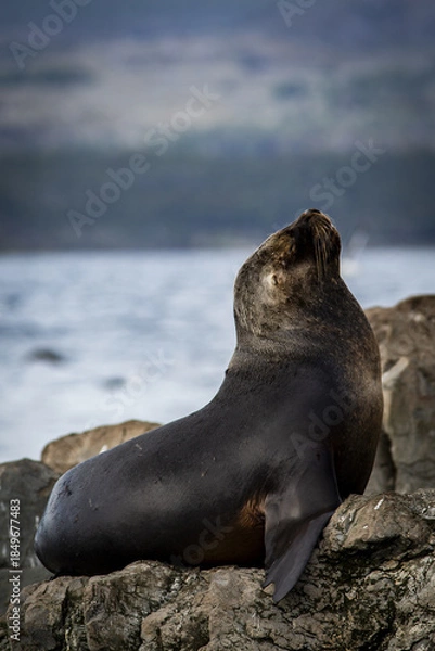 Obraz Lion de mer, Ushuaïa Argentine