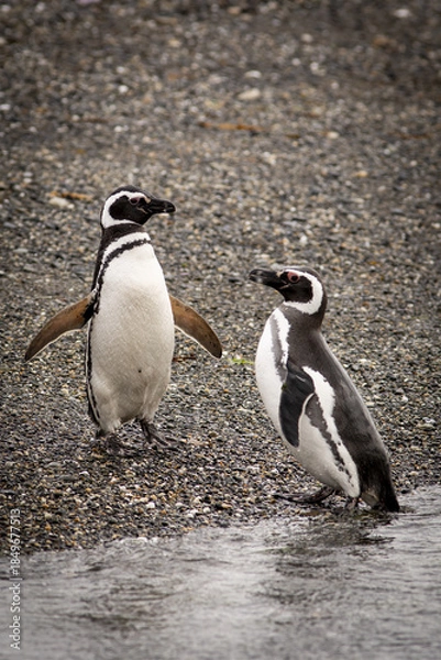 Obraz Pinguin, Ushuaïa Argentine
