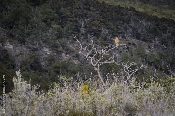 Obraz Ushuaïa Argentine
