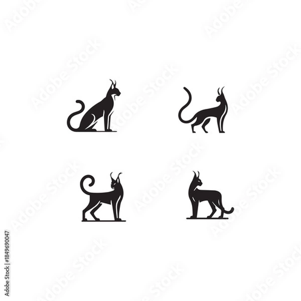 Obraz  Arabian Caracal