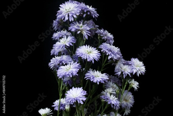 Obraz Aster flowers isolated on black background