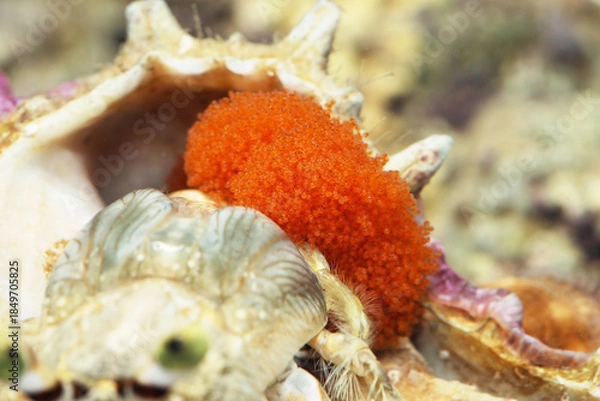 Obraz hermit crab eggs close up
