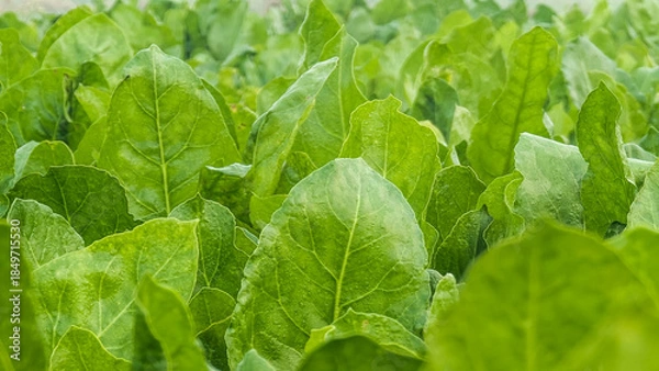 Fototapeta Macro of green young spinach growing in a garden bed. Tasty dietary product, background. green fresh leaves of young spinach  Fresh green spinach leaves with water drops close up. Texture of raw organ