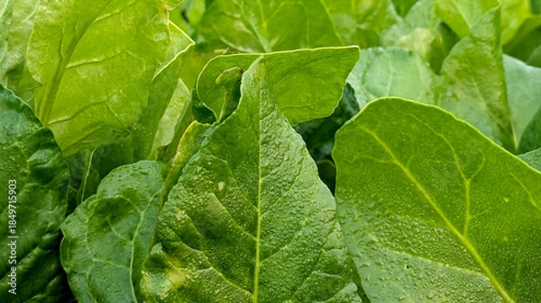 Fototapeta Macro of green young spinach growing in a garden bed. Tasty dietary product, background. green fresh leaves of young spinach  Fresh green spinach leaves with water drops close up. Texture of raw organ