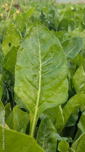 Fototapeta Macro of green young spinach growing in a garden bed. Tasty dietary product, background. green fresh leaves of young spinach  Fresh green spinach leaves with water drops close up. Texture of raw organ