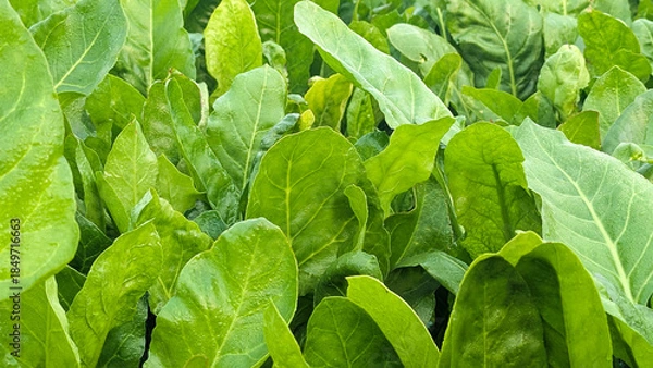 Fototapeta Macro of green young spinach growing in a garden bed. Tasty dietary product, background. green fresh leaves of young spinach  Fresh green spinach leaves with water drops close up. Texture of raw organ