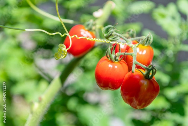 Obraz 赤く色づくミニトマト