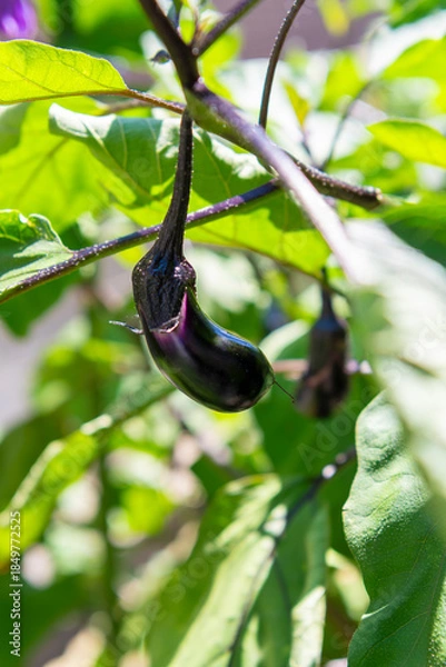 Obraz 畑に実ったナス