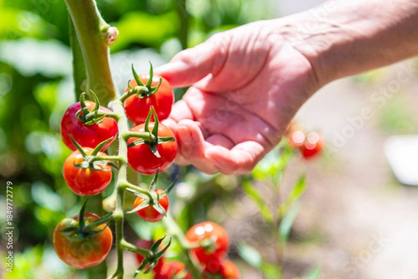 Obraz ミニトマトを収穫する老人の手