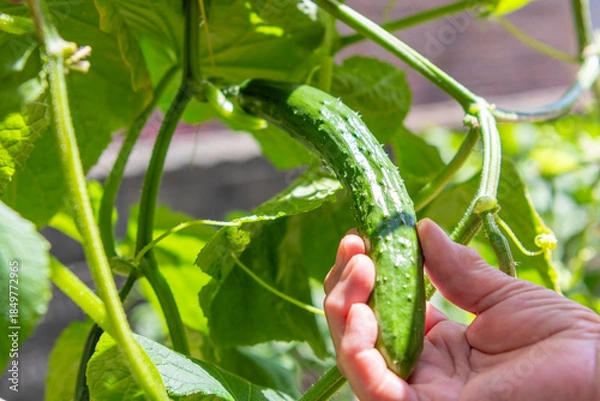 Obraz きゅうりを収穫する老人の手