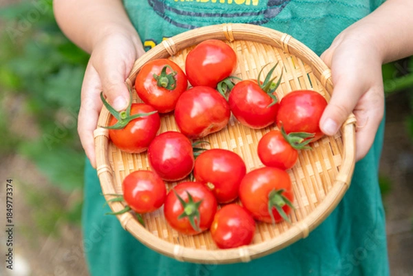 Obraz ザルに乗ったミニトマトを持つ子どもの手