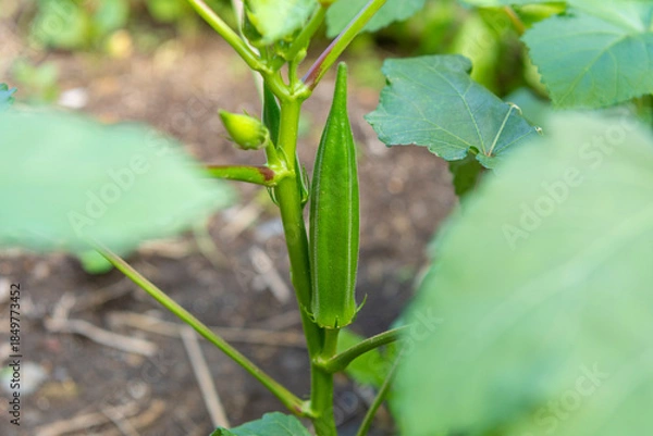 Obraz 畑で育つオクラの実