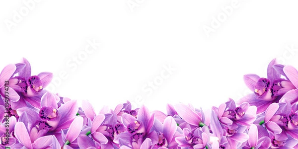 Obraz Frame made of violet flowers orchid isolated