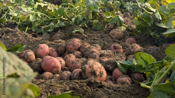Fototapeta Dug up organic potatoes lie on the field, Freshly harvested potatoes in a field.Harvesting organic potatoes. Agriculture and farming, Fresh potato close up at the village market,