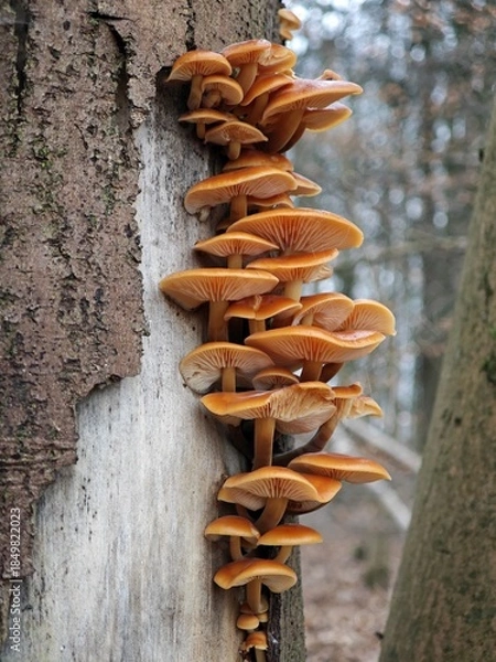 Obraz Samtfußrübling