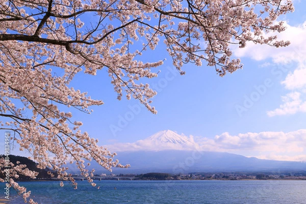 Obraz 河口湖から見た富士山と桜
