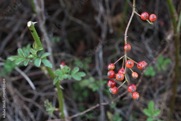Obraz 野山で見つけた愛らしいノイバラの実の房