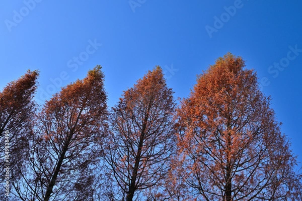 Obraz ノリタケの森のクリスマスと紅葉