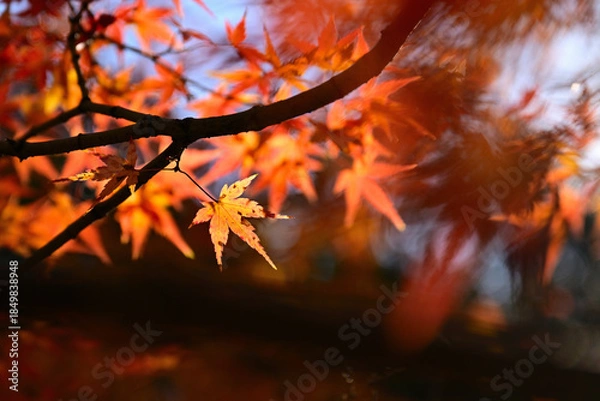 Obraz ノリタケの森のクリスマスと紅葉