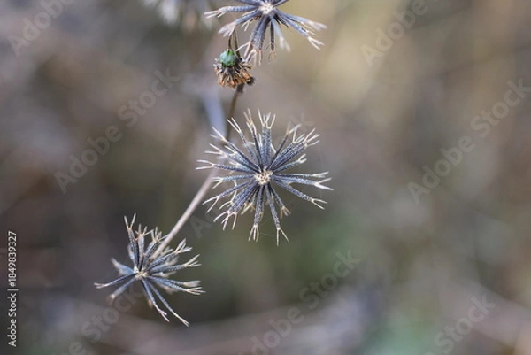 Obraz 晩秋の野山で鋭く輝くコセンダングサの種子