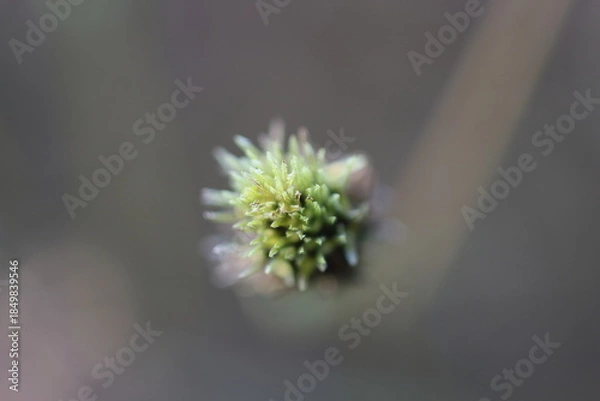 Obraz 自然の造形美を感じるコセンダングサの種