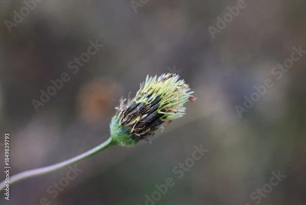 Obraz 秋の野山に輝くコセンダングサの緑の種子