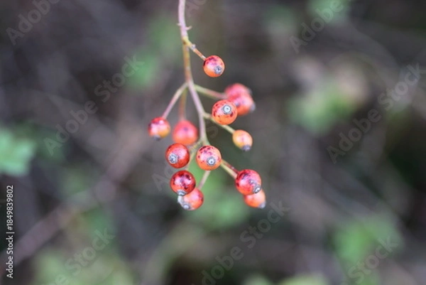 Obraz 庭園のアクセントになるシンプルなノイバラの実