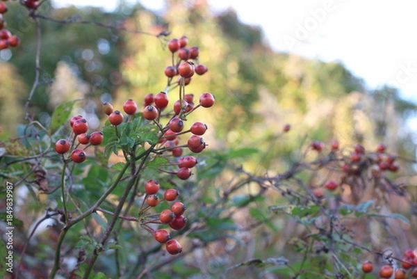 Obraz 野生の生命力を感じるノイバラの実と鋭い棘