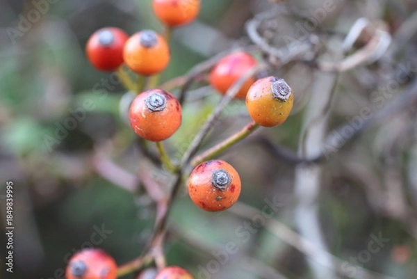 Obraz 晩秋の光に照らされたノイバラの実の輝き