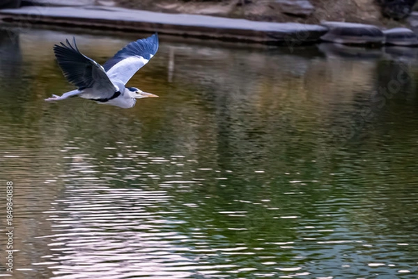 Obraz 飛ぶアオサギ	