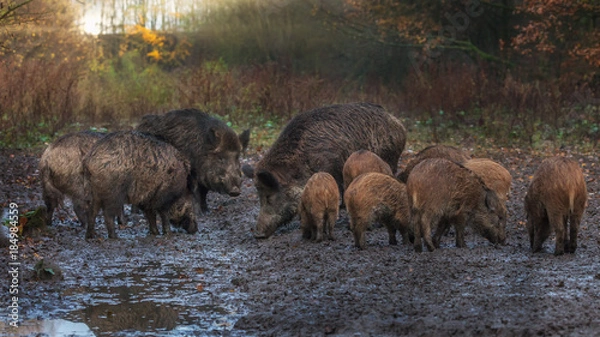 Fototapeta Wild Boars