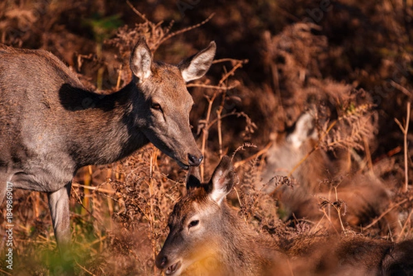Obraz red deer doe with fawn