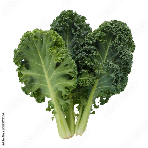 Obraz Fresh Green Kale Leaves Isolated on White Background