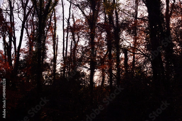 Obraz 兵庫県・日本で一番ため池の多い県、晩秋の林