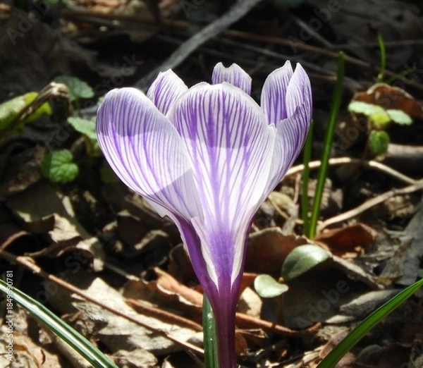 Obraz クロッカス