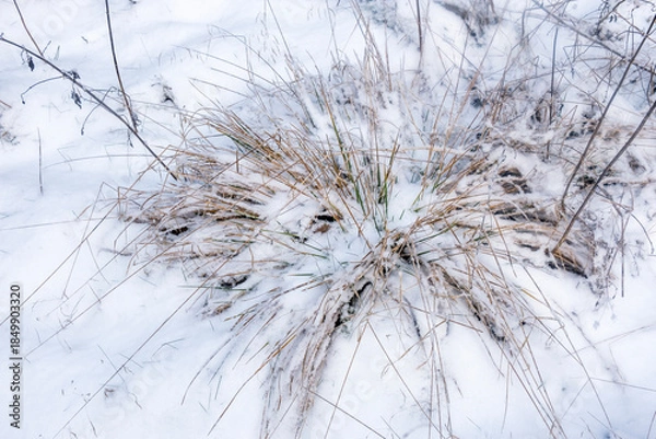 Obraz grass bunch under snow