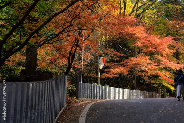 Obraz 紅葉に包まれた寂光院への参道を歩く人

