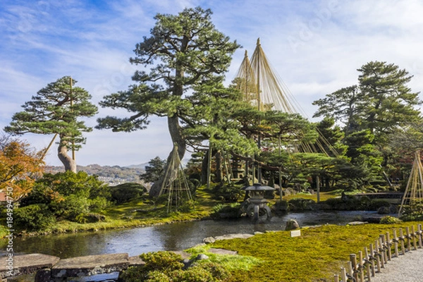 Fototapeta Yukitsuri (ropes for preserving trees) in Kenroku-en (Six Attributes Garden), one of the Three Great Gardens of Japan, located in Kanazawa, Ishikawa Prefecture