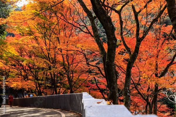 Obraz 鮮やかな紅葉に包まれた寂光院への参道の風景（犬山市）

