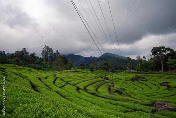 Obraz tea plantation indonesia