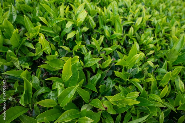 Obraz close up tea plant