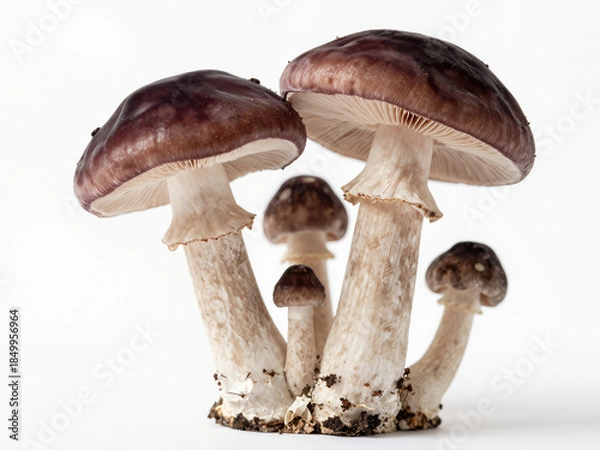 Obraz Mushrooms display growth in studio