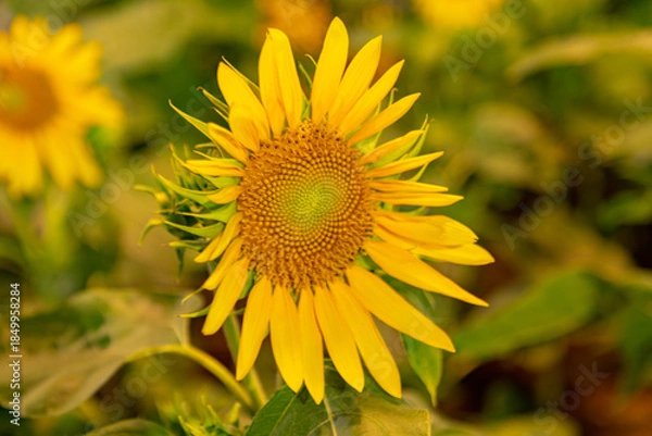 Obraz Yellow sunflower bloom