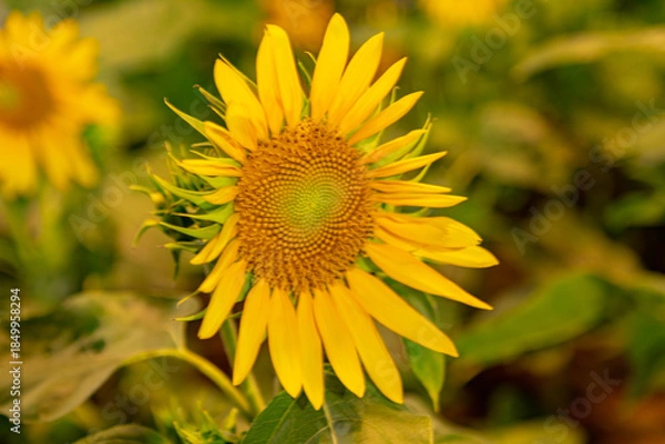 Obraz Yellow sunflower bloom