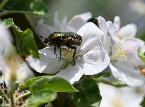 Obraz 
Apfelblüte mit Rosenkäfer