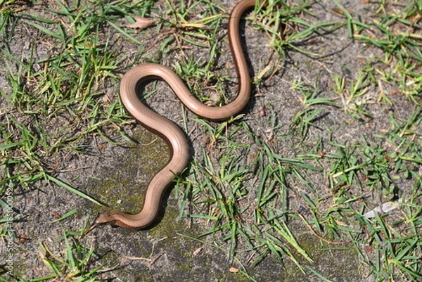 Obraz Blindschleiche im Garten
