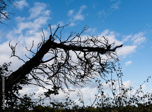 Fototapeta branche morte
