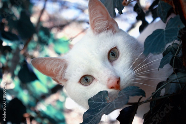 Obraz White cat on a tree 