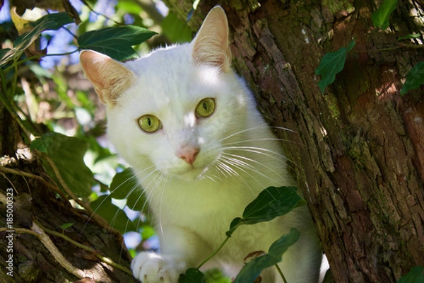 Fototapeta White cat on the tree 